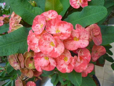 Warna ialah sifat cahaya yang ditentukan oleh panjang gelombang (atau oleh kandungannya sebagai paduan untuk beberapa panjang gelombang). Blog vektor