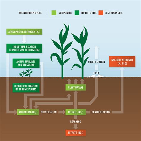 What Is Nitrogen Loss In Plants Koch Agronomic Services