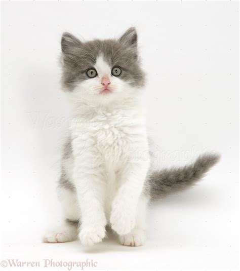 Fluffy Grey And White Kitten Photo Wp27818