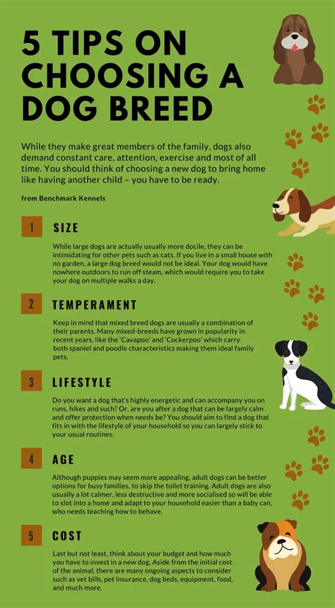 Choosing A Dog Breed What To Consider Benchmark Kennels