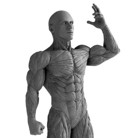 Maybe you would like to learn more about one of these? Artist's Anatomy Male Anatomical Model 2.0 Reference Tool ...