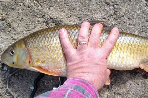 Olaf Nelson Caught The Illinois Record Shorthead Redhorse And It Might