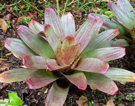 Alcantarea Imperialis