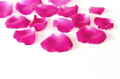 Premium Photo Pink Rose Petals On White Background Concept Flower Of