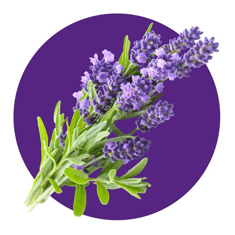 Lavender Fragrant Multipurpose Disinfectant Zoflora
