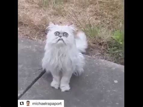 Hilarious the cat name is wilfredwarrior. Michael Rapaport - This Stray Cat Looks Like Grandma - YouTube