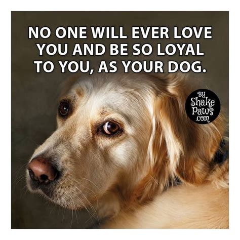 Pin By Herb Jure On Mans Best Freind I Love Dogs Dogs Proverbs 12 10
