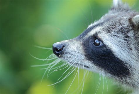 About Raccoons Mspca Angell