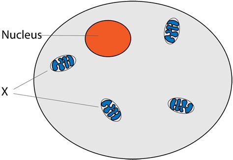 What body systems would use diffusion or osmosis? Gradegorilla Biology