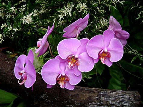 Did you scroll all this way to get facts about moth orchids? of flowers and of verses: moth orchid