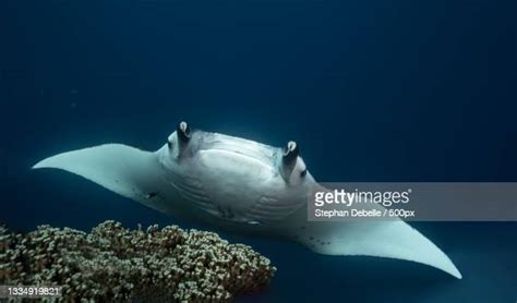 Bora Bora Fish Photos And Premium High Res Pictures Getty Images