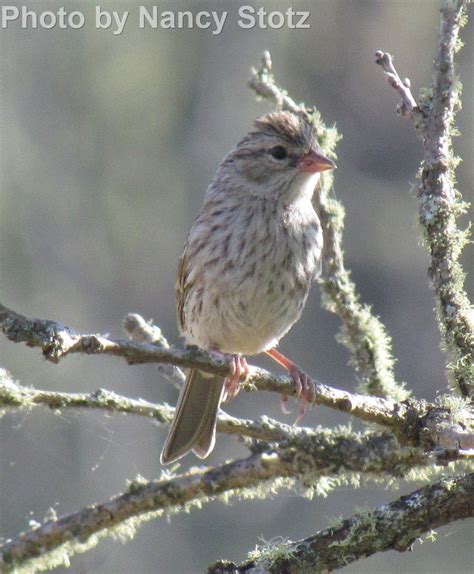 Chipping Sparrow East Cascades Audubon Society