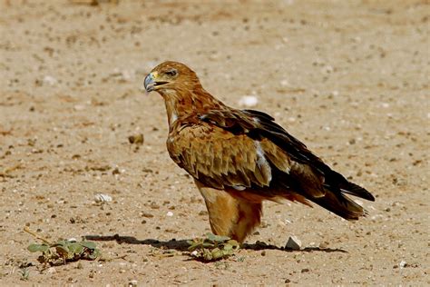 Africa Birds Of Prey And Scavengers Nature Photography
