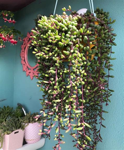 The green gives way to red when it is happily stressed. Ruby Necklace Succulent in 2020 | Hanging plants, Plants ...