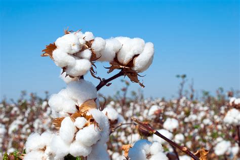 Crop Diversification Punjab Set To Bring 125 Lakh Acres Under Cotton