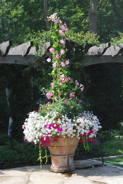 Pink Mandevillea Deck Garden Detroit Garden Works Via Dirt Simple