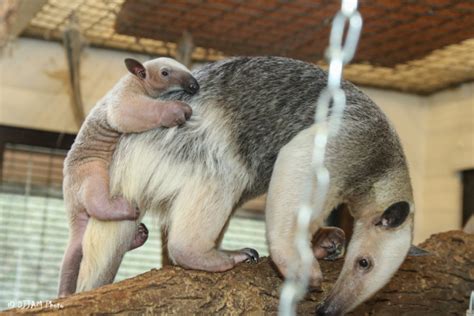 Meet The Cincinnati Zoos Little ‘peanut Zooborns