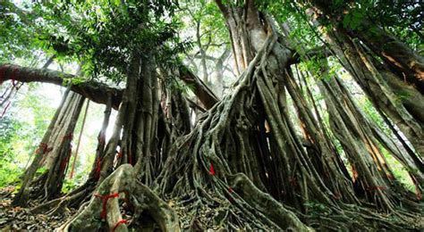 Ruili One Tree Forest Is A Banyan Tree With More Than 900 Years History
