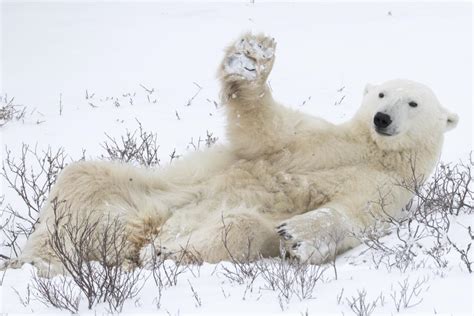 The 2018 Comedy Wildlife Photography Awards Finalists Bring The Laughs