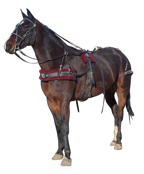 Horses Draft Standard Pony Amish Made Harnesses Bridles And