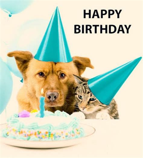 Happy Birthday Dog Memes Happy Birthday Memes