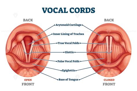 Vocal Cords Labeled Anatomical And Medical Structure And Location Scheme Vectormine