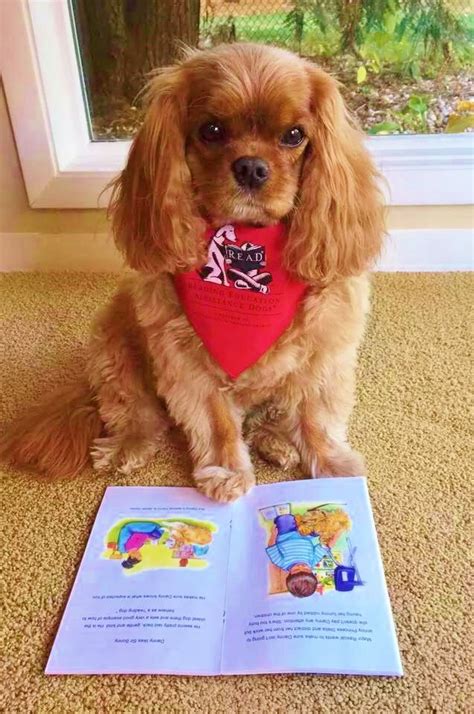 Corridor Therapy Dogs Kids Read To Certified Therapy Dogs Including