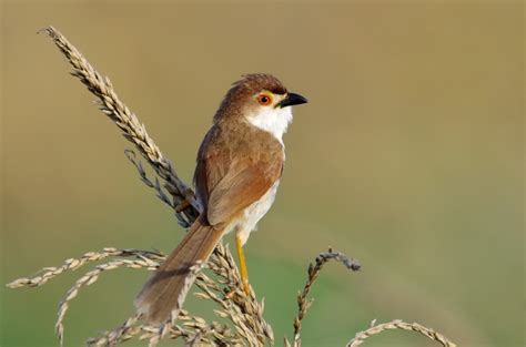 Bird On The Wheat Pentax User Photo Gallery