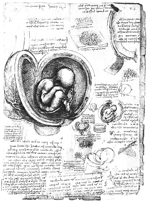 Leonardo Human Fetus Npen And Ink Studies C1510 By Leonardo Da