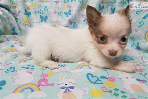 59 Chihuahua Puppies For Sale Dfw Image Bleumoonproductions