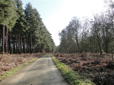 Road At Galleyhill Warren © Adrian S Pye Geograph Britain And Ireland