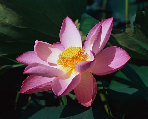Be Nurtured Blog Archive Lotus Flower