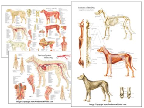 Dog anatomy pt3 jeanne foguths blog. Veterinary Anatomical Charts and Posters