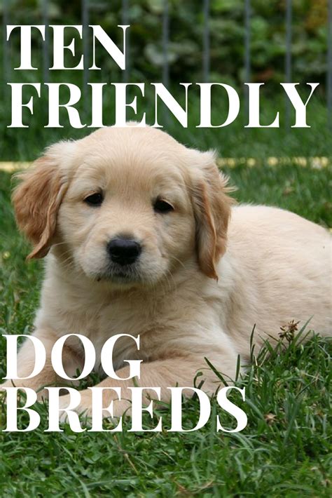 The Top 10 Friendliest Dog Breeds Happy Happy Joy Joy Friendly Dog