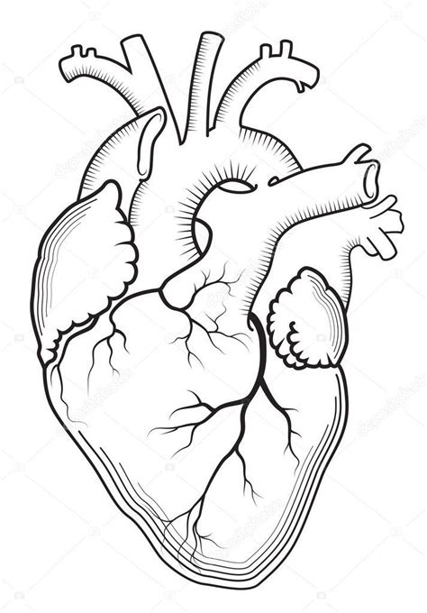 Coração O órgão Interno Humano Estrutura Anatômica Impressão Gravada