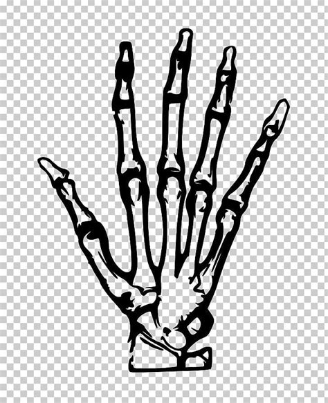 This tutorial is broken down into. Human Skeleton Hand PNG - anatomy, black and white, bone ...