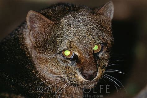 12 Best Cats Eye Reflex Images On Pinterest Tapetum Lucidum Cats