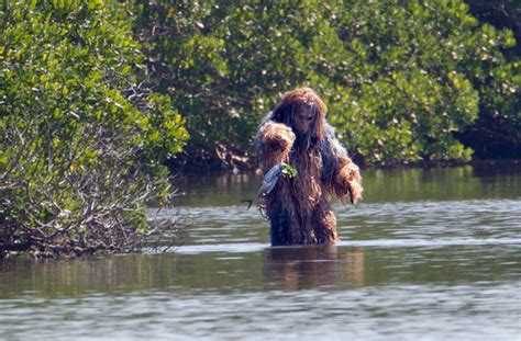 Floridas Bigfoot Spotted At ‘dingon April 1 News Sports Jobs