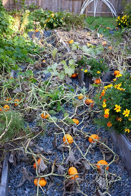 Check out our little pumpkins selection for the very best in unique or custom, handmade pieces from our ornaments & accents shops. The Fruits of the Accidental Jack-Be-Little Pumpkin Patch