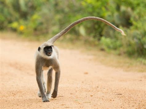 25 Remarkable Types Of Monkeys Names Photos And More