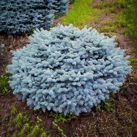 Dwarf Globe Blue Spruce Foothills Nurseries