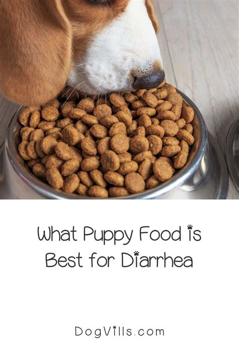 Stop The Runs Top 10 Dog Foods To Beat Diarrhea Furry Folly