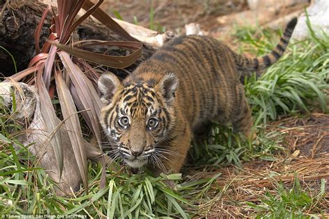 Tiger Cub Rescued Settling Into Life With Sumatran Cub Daily Mail Online