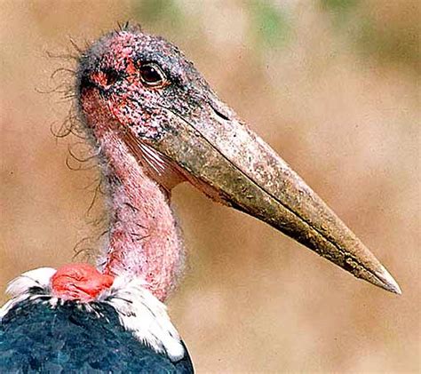 Marabou Stork The Worlds Ugliest Bird Animal Pictures And Facts