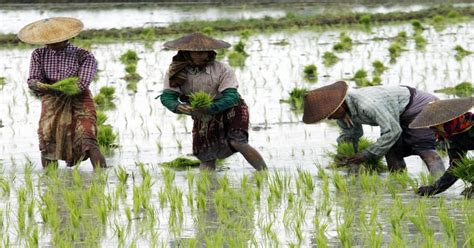 Vietnam To Import Rice From Rival Exporter India After Decades