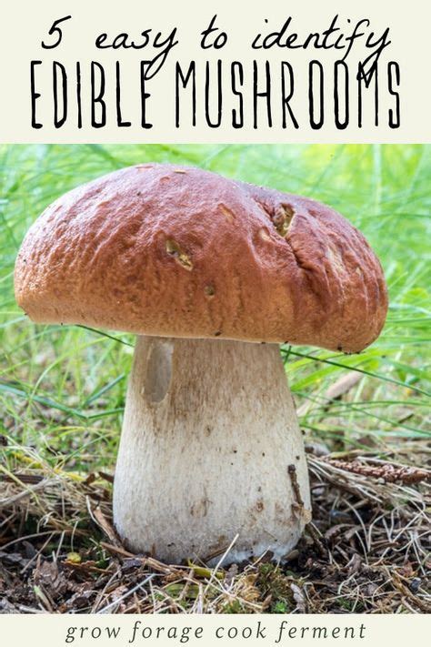 100 Mushroom Identification Ideas Edible Mushrooms Stuffed Mushrooms