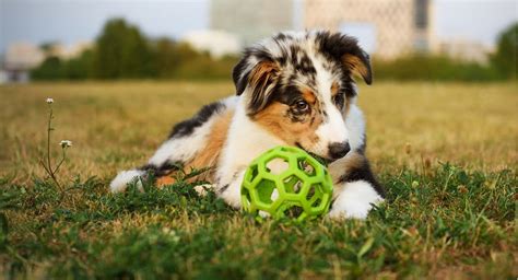 Miniature Australian Shepherd Photo - What's that your eating!