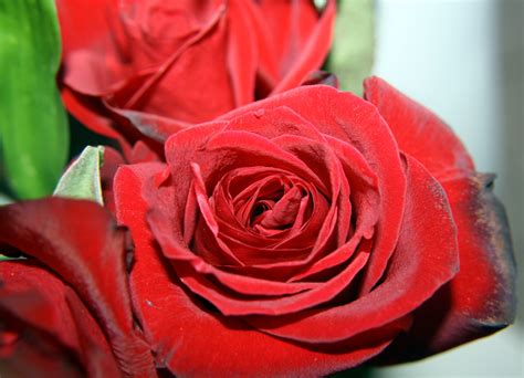 Fotos Gratis Flor Pétalo Rosa Rojo Rosado Flores De Cerca