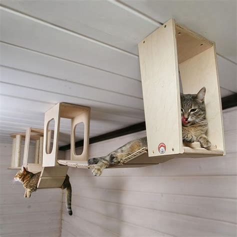 Ceiling Complex For Cats Cat Wall Diy Cat Enclosure Cat Wall Shelves