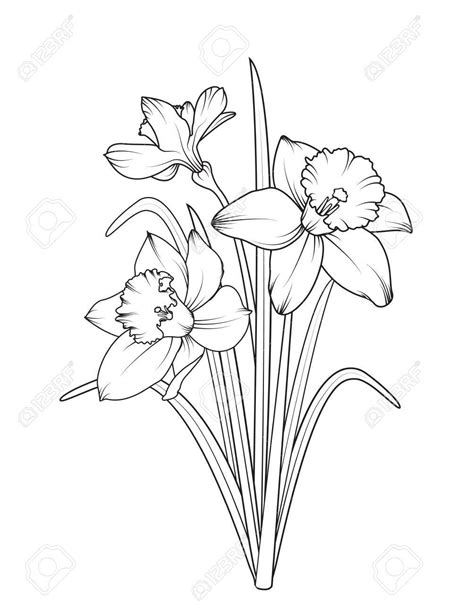 Black And White Daffodil Clip Art 20 Free Cliparts Download Images On